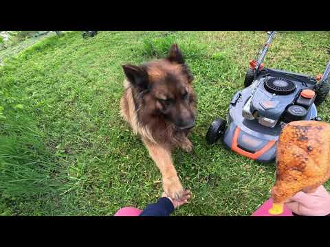 Видео: ❗️ТЕПЕР КОСЯТЬ ВСІ❗️ НОВЕ ПРИДБАННЯ Газонокосарка Бензинова GTM LM53-SP-V👍