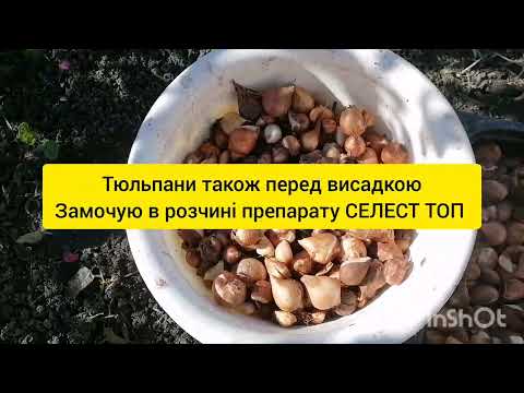 Видео: ПОСАДКА Тюльпанів, викопка жоржин та лілій.