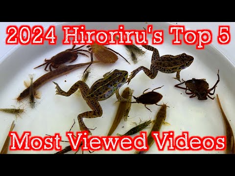 Видео: [2024] ТОП5 самых просматриваемых видео Хирору