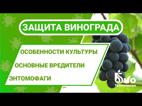 Видео: Новый взгляд на защиту винограда от вредителей. Особенности культуры и применение энтомофагов