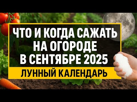 Видео: Посадки в сентябре 2025 по лунному календарю: что и когда сажать на огороде