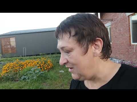 Видео: Первая бочка  с помидорами готова.