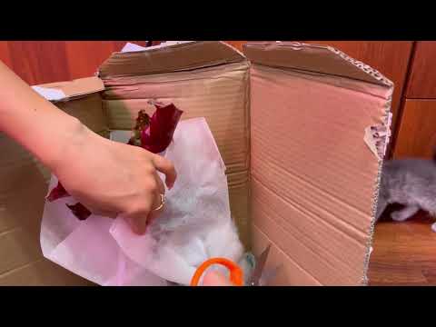 Видео: Распаковка посылки/пересадка