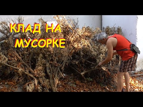 Видео: Ценная древесина прямо под ногами