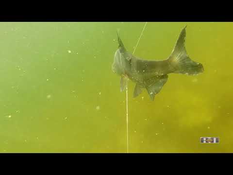 Видео: 2013 №12 ТЕСТИРУЮ КАРБОНОВЫЙ ПАФОС