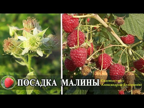 Видео: Посадка малины весной и осенью Схема посадки саженцев малины