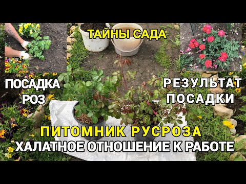 Видео: ПИТОМНИК РУСРОЗА. МОЙ ОТЗЫВ. Как я сажаю розы + РЕЗУЛЬТАТ ПОСАДКИ. Две розы, которые я РЕКОМЕНДУЮ !!