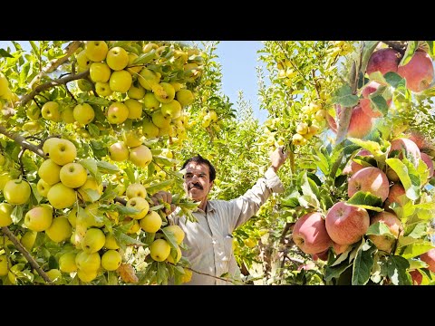 Видео: В чём секрет традиционного сбора яблок 🌳? | Романтическая жизнь❤️ Кочевники