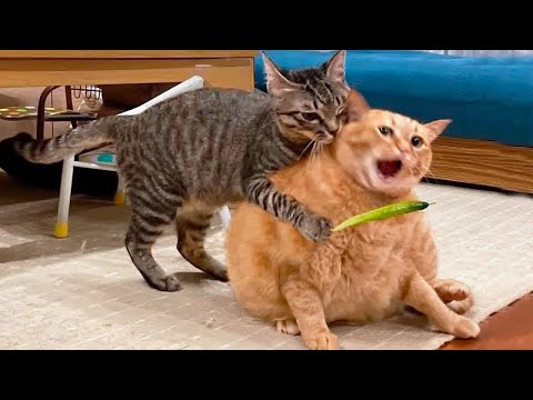 Видео: Самые смешные видео с кошками и собаками 2025 года😼🐶Постарайтесь не засмеяться😜