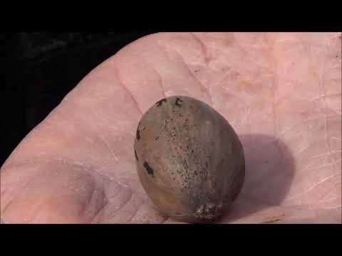 Видео: Пекан  Октябрь 2020