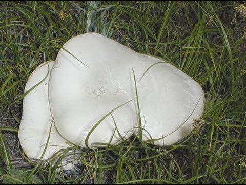Видео: Белый степной гриб, королевская вешенка