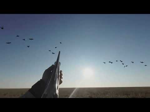 Видео: Охота на гуся 2025 / Гуси пешком заходят в окопы   4K