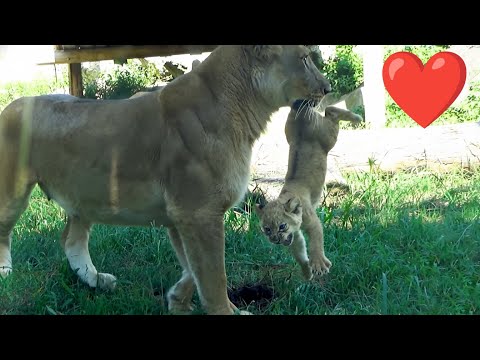 Видео: Львица защищает детёныша — зрители не сдерживают слёз 😭