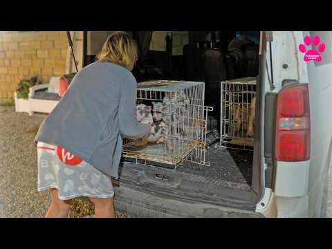 Видео: Распаковка 8 щенков! Американский Булли XL! Видим впервые этих щенков!