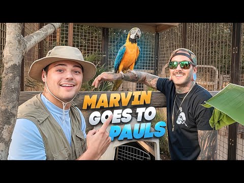 Видео: МАРВИН ИДЕТ В ДОМ @paulcuffaro