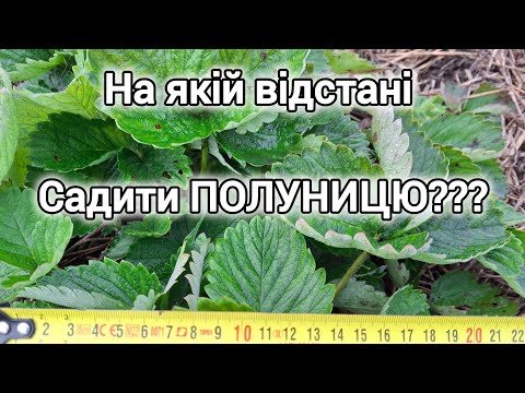 Видео: На якій відстані робити рядки полуниці? Практичні поради.