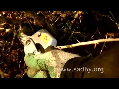 Видео: 🌿 Как правильно обрезать крыжовник  Советы и Тонкости