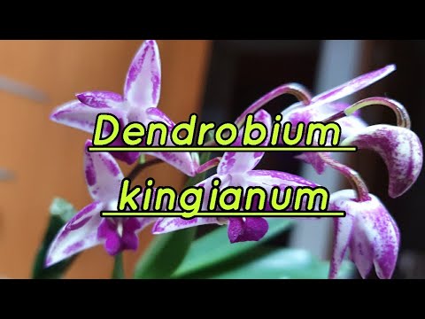Видео: Dendrobium kingianum описание и уход.