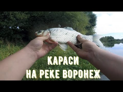 Видео: ФИДЕРНАЯ РЫБАЛКА НА РЕКЕ ВОРОНЕЖ | ЛОВИЛИ ЛЕЩА ПОЙМАЛИ КАРАСЯ