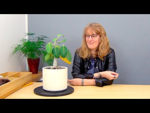 Видео: Формирование бенгальского фикуса (ч.5).