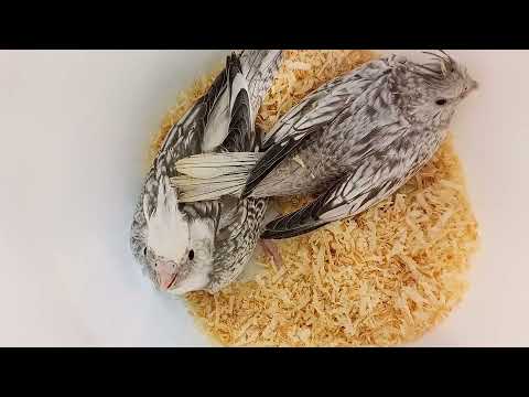 Видео: Разведение попугаев в зимний период. Птенцы волнистых попугаев и другие на вылете.