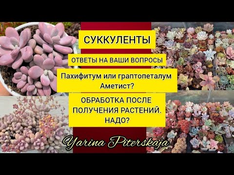 Видео: Аметист- это пахифитум или граптопеталум?Обработка растений после получения. Надо?