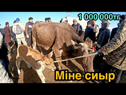 Видео: МАЛ БАЗАР ҰЗЫНАҒАШ 02.04.2023 ІРІ ҚАРА БАҒАЛАРЫ