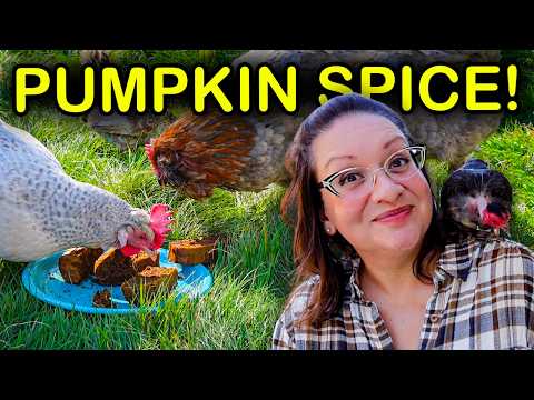 Видео: Вашим курам НУЖНО моё «знаменитое» осеннее лакомство. Это ЛЕГКО!