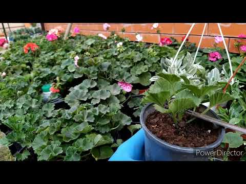 Видео: ГЕРАНЬ ПРИЩИПКА -ФОРМИРОВКА ВИДЕО УРОК....
