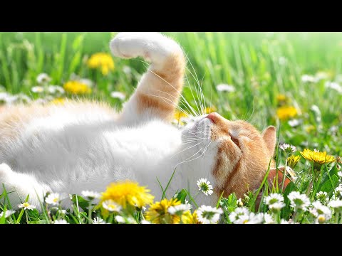 Видео: Успокаивающая музыка для кошек, которые остались одни дома: музыка для снятия стресса и беспокойс...