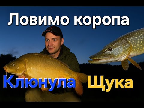 Видео: Такого в мене ще небуло. Ловимо коропа, щука на бойли. Гарний літній відпочинок на озері #fishing 