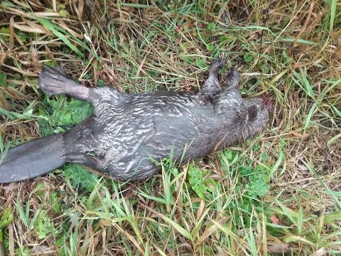Видео: Проходной капкан на бобра с приманкой