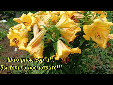 Видео: Продолжаем любоваться  лилиями!!!!!