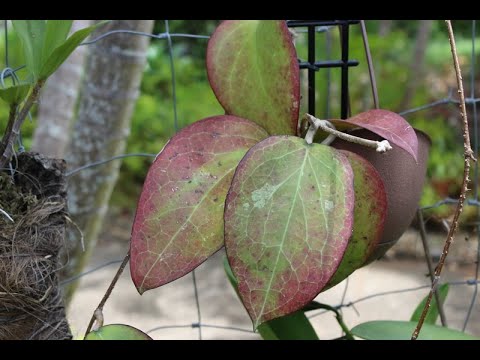 Видео: Хойи Весной и Летом. Выцвела Этикетка.. Hoya Pubicalyx Red Buttons, H. Citrina, H. Callistophilla
