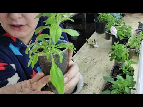 Видео: вирусы на петунии