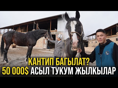 Видео: Кантип 50 000$ жылкылар багылат, Асыл тукум жылкылар жөнүндө маалымат