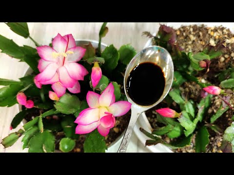 Видео: НАЛЕЙ в ДЕКАБРИСТ и даже слабый вмиг ЗАЦВЕТЕТ и бутоны не опадают