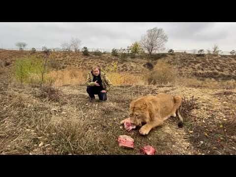 Видео: Такого нападения мы от льва Руслана ЯВНО НЕ ОЖИДАЛИ !