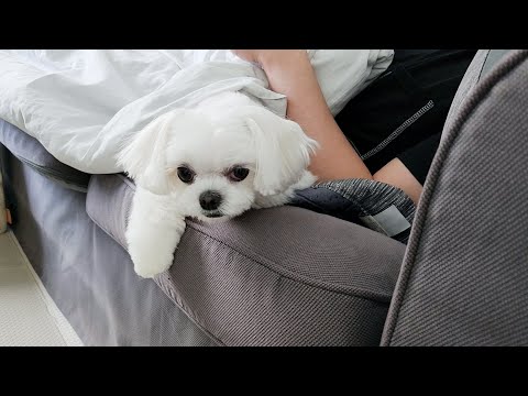 Видео: Желтые и мальтийские щенки на дьявольском костюме