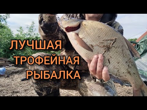 Видео: Ловля ТРОФЕЙНЫХ ЛЕЩЕЙ на САЛО и на М.Б . В какое ВРЕМЯ ЛУЧШИЙ КЛЁВ.