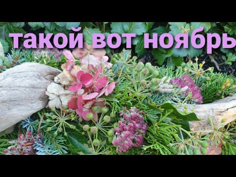 Видео: КАКИ-ЭТО ВКУСНО 😋 ПОГУЛЯЙ СО МНОЙ 🤗МОЯ ГЕРМАНИЯ ❤ 