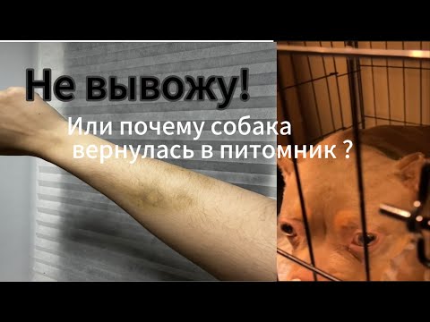 Видео: Вернули собаку. Как её «вывезти» , разберем основные ошибки начинающих собаководов.