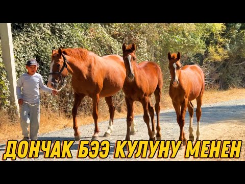 Видео: ТАЗА ДОНЧАК БЭЭ КУЛУНУ МЕНЕН САТЫЛАТ 🤯 #байтв 