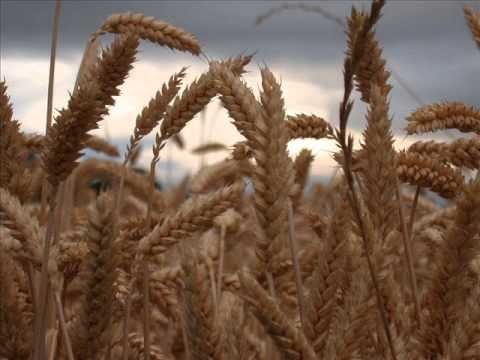 Видео: Шесть Мёртвых Болгар vs. Moon Far Away - Жито жала (Zhito zhala)