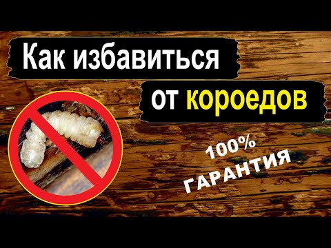 Видео: Как избавиться от короедов / Важные нюансы и инструкция / Магтоксин