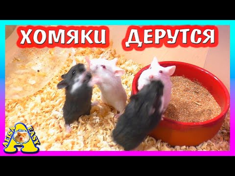 Видео: ХОМЯЧАТАМ МЕСЯЦ / КАК ПРИУЧИТЬ ХОМКИ К ПЕСКУ / ХОМЯК КЭМПБЕЛЛА / Alisa Easy Pets
