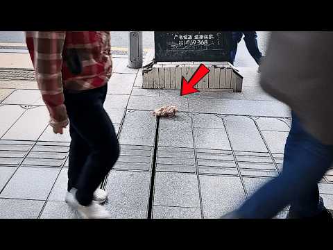 Видео: Девушка забрала с улицы кошку, которой никто не замечал — через полгода её преображение поразило!