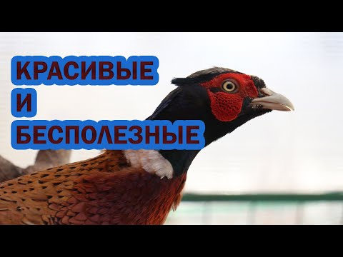 Видео: Разведение ФАЗАНОВ. Красивые и бесполезные птицы для подворья.