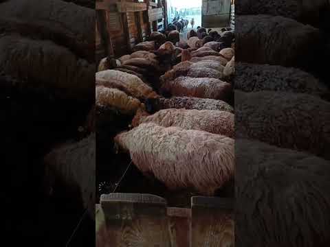 Видео: Овцы эдильбаевской породы/Время вкусняшек и водопой