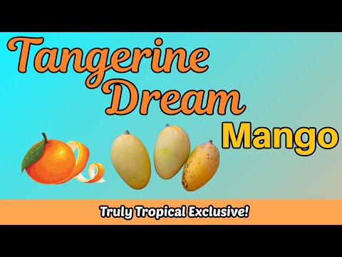 Видео: Манго «Мандариновая мечта»!